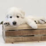 02_BOY-BROWN-047