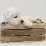 02_BOY-BROWN-061